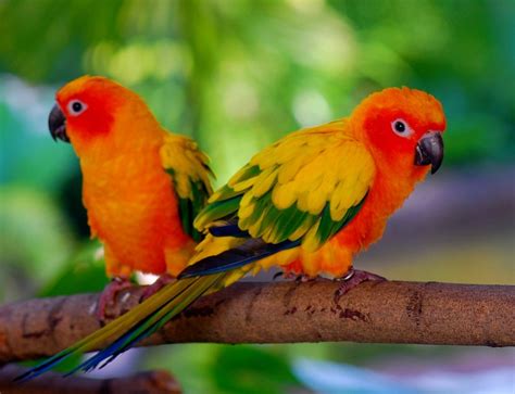 25 Best I Love Parots Images On Pinterest Parrots Parakeets And