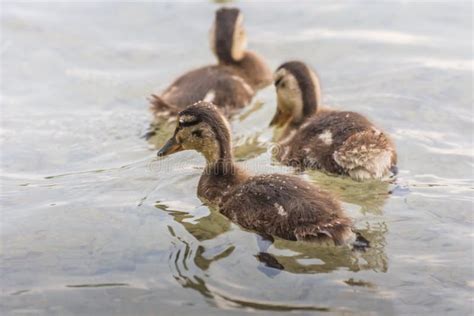 Baby Ducks In The Water In Summer Stock Image Image Of Portrait
