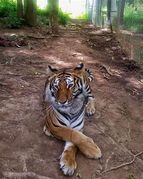 Panthera Tigris Tiger Fans Cheetahs My Favorite Image Big Cats