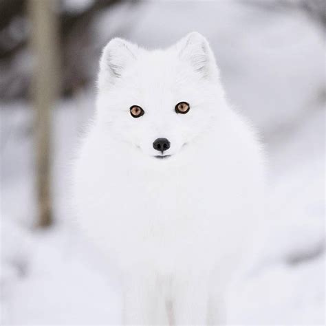 Smiling Fluffy Arctic Fox From The Yukon Wildlife Preserve Canada R