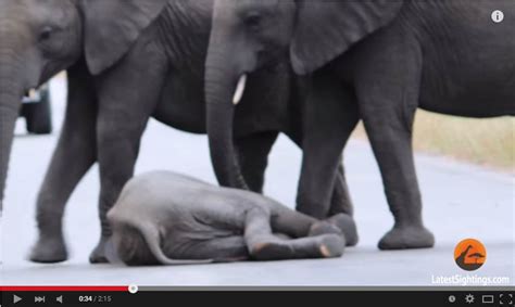 Herd Of Kruger Elephants Help An Elephant Calf After Collapsing In The Road Lowvelder