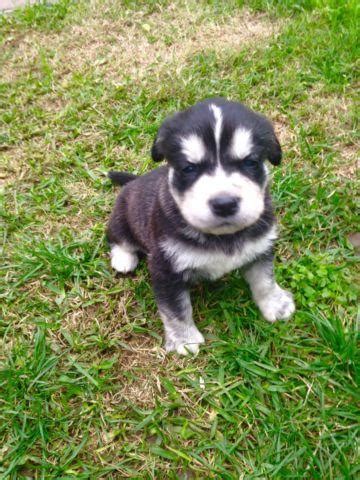 They caught the eye of the public when they began winning sled races in the early. Siberian husky / golden retriever. (Goberian) for Sale in ...