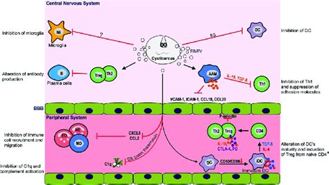 Host Immune Regulation During Parenchymal Ncc Viable Cyst Releases Es