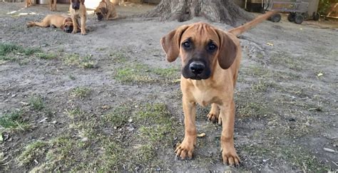 Black mouth cur dogs & puppies: Northern California Black Mouth Curs - Northern California ...