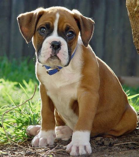 Common Health Problems And Issues For Boxer Dogs