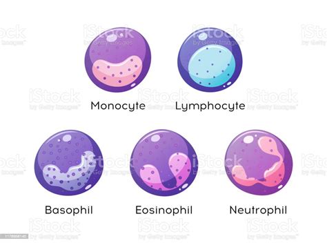 Vector Set Of White Blood Cells Monocyte Lymphocyte Eosinophil