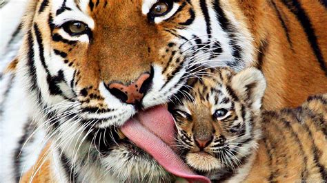 These 36 Animal Parents With Their New Born Babies In The Wild Will