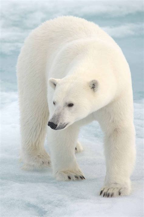 beautiful white polar bear   stained body polar bear polar