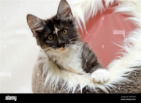 Norwegian Forest Cat Kitten Sitting In Her Nest Stock Photo Alamy