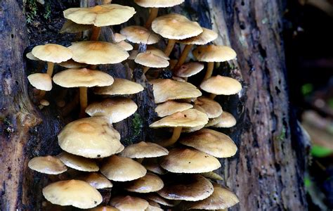 Banco de imagens árvore natureza tronco fechar se fungo Fungos