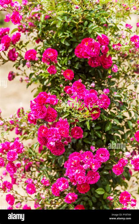 Purple Climbing Rose Garden Rosa Excelsa Stock Photo Alamy