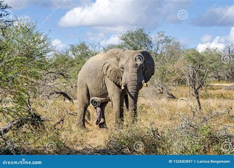 Un Elefante Masculino Salvaje Con Un Pene Grande En El Parque Nacional