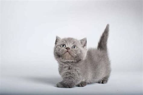 We post fat cats only ✌🏼 10k🔓50k🔓100k🔒 ps: Napoleon Kittens | MUNCHKIN kittens and cats for sale in ...