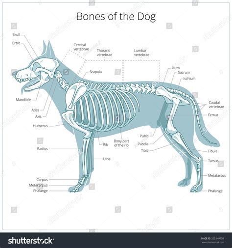Dog Skeleton Veterinary Vector Illustration Dog Stock Vector Royalty