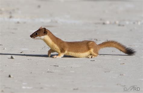 Long Tailed Weasel Summer Molt Feathered Photography