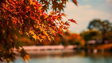 2560x1440 Maple Tree Autumn Lake 5k 1440p Resolution Hd 4k Wallpapers
