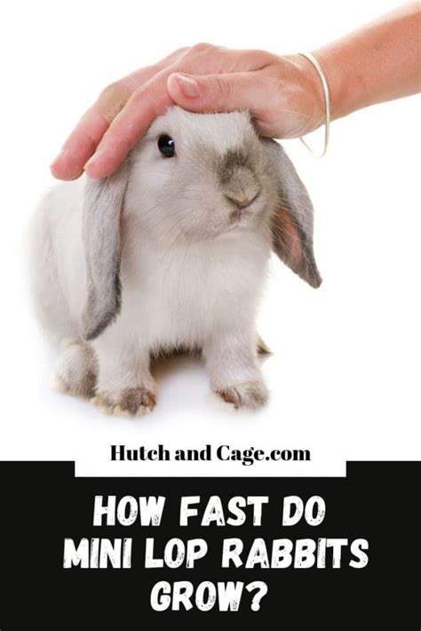 How Big Do Mini Lop Rabbits Grow Size Growth Rate Age Mini Lop