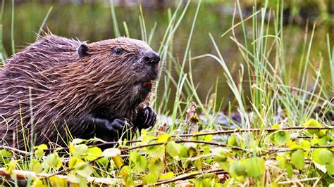Beaver Colonies Given Protected Status Despite Farmers Fears