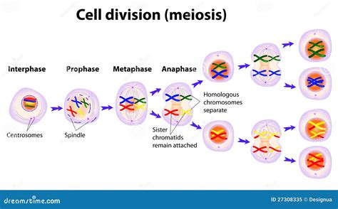 Vector Diagram Of The Meiosis Phases Royalty Free Stock Photo Image