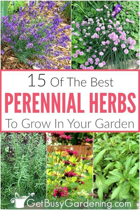 15 Best Perennial Herbs To Grow In Your Garden