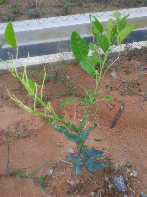 Sebenarnya banyak lagi khasiat limau kasturi yang mungkin belum kamu ketahui. Diari Si Ketam Batu: MaT CaNGKuL # LiMau PuRuTKu DiMaKaN uLaT