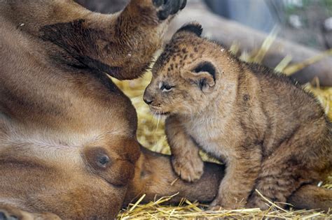 What Is That Dad This Cub Was Quite Impressed By The