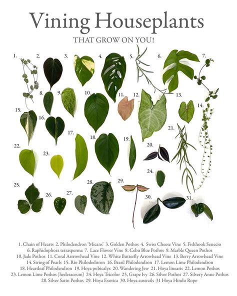 See full list on uaex.edu pothos types - Google Search in 2020 | Plants, House ...