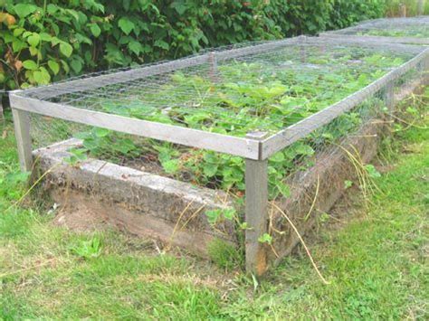 This year i put down hardware cloth, then old wide. Save our Strawberries! Hardware cloth stapled to 2x4's ...