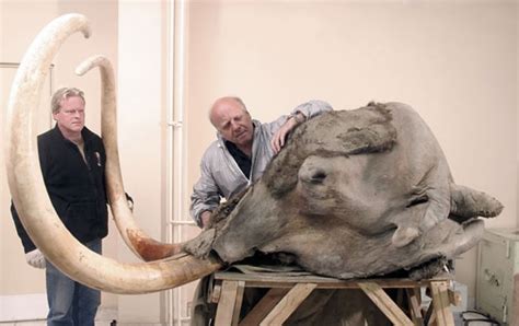 The Last Mammoths In Siberia Were American