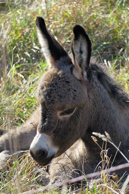 Donkey Young Ass Foal Free Photo On Pixabay Pixabay