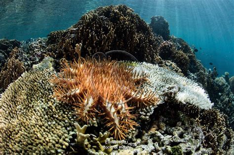 A Crown Of Thorns Sea Star Feeds On A Living Coral Colony In Raja Ampat