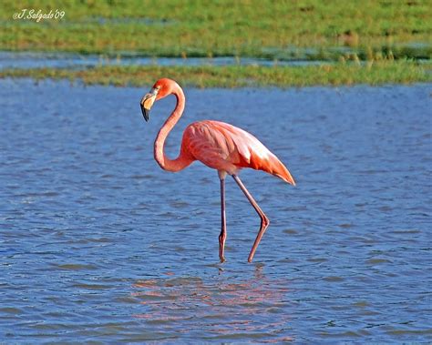 Flamingo Birds Free HD Wallpapers And Bio - Everything 4u
