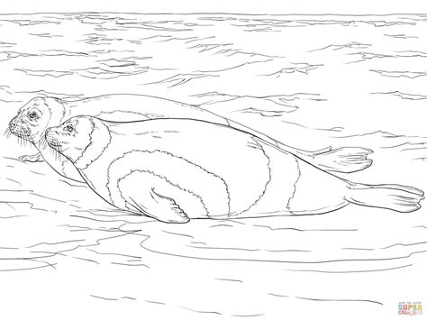 Leopard Seal Coloring Pages At Free Printable