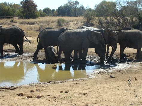 Free Stock Photo Of Elephant Big Five