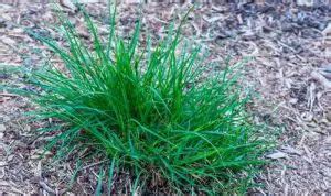 Texas Weeds 13 Most Common Types How To Get Rid Of Them GardeningVibe
