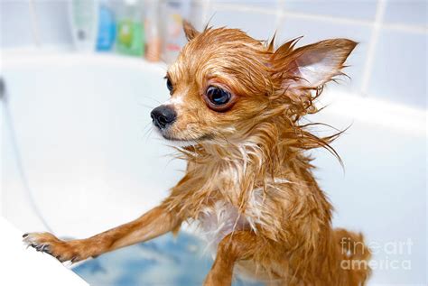 Funny Wet Chihuahua Dog In Bathroom Photograph By Art Nick Fine Art
