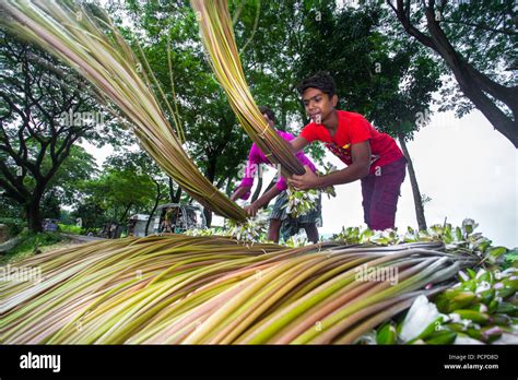 Sada Shapla White Waterlily Is The National Flower Of Bangladesh