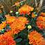 Whats Doing The Blooming Fall Mums  Knechts Nurseries