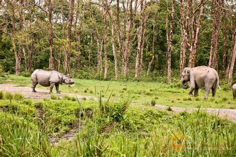 Jaldapara Wildlife Sanctuary Tourism 2018 Tiger Reserve Wildlife