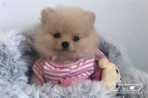 Cream Male Pomeranian Puppypomeranian Puppies For Sale Bo Price Boo