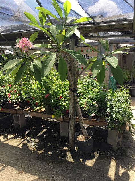 Corpus christi has so much to offer for both the leisure and business traveler—from sports and culture to outdoor fun. Plumeria in bloom at Corpus Christi plant nursery | Plants ...
