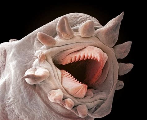 Horror Under The Microscope 深海の生物 海の生き物 奇妙な生き物