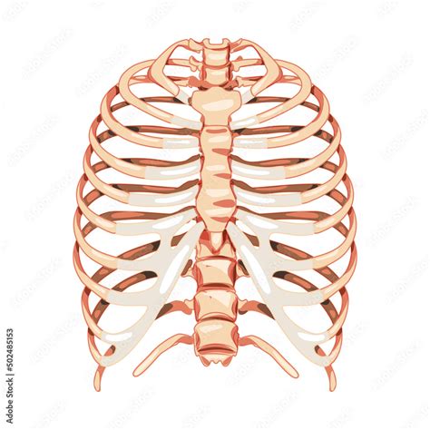 Rib Cage Skeleton Human Bones System Front View Realistic Chest