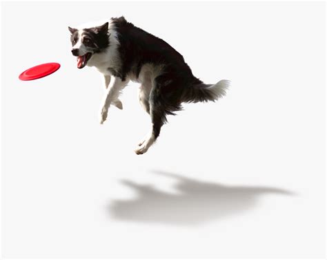 Dog Jumping Png Free Transparent Clipart Clipartkey