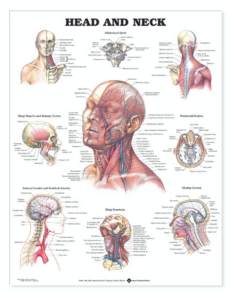 Reference Chart Head And Neck