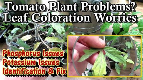 Identifying Potassium And Phosphorus Deficiencies In Young Tomato Plants