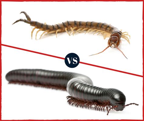 What S The Difference Between Centipedes And Millipedes Pest Control Nyc