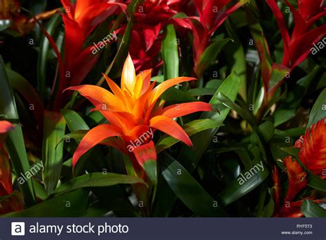 Bromeliads Bromeliad Hi Res Stock Photography And Images Alamy