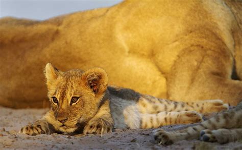 Beautiful Animals Safaris Fun Facts About Baby Lion Cubs In The Wild And Baby Lion Cubs In