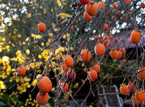 Master The Art Of Growing Persimmon From Seed Garden Outdoor Hub